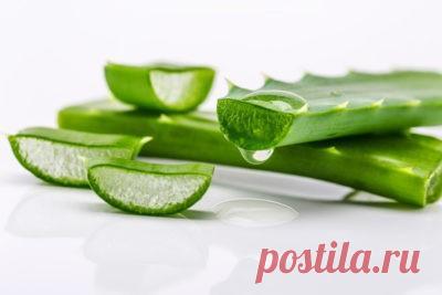 Алоэ для лица - применение и полезные свойства