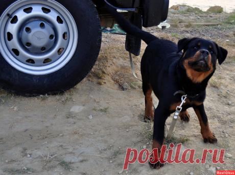 Фото: Охрана. Николай Попов. Фото животных - Фото и фотограф на Расфокусе.