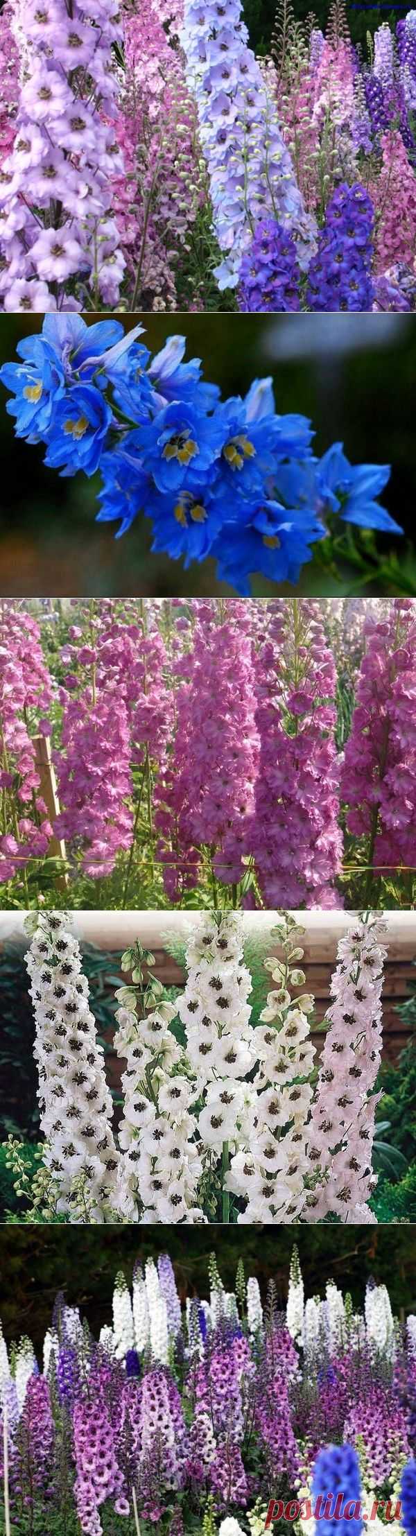 Чудные дельфиниумы и особенности их  выращивания