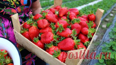 УДОБРЕНИЯ ДЛЯ КЛУБНИКИ ИЗ ХЛЕБА, ИЗ СЫВОРОТКИ, ИЗ ПОМЕТА, ИЗ КРАПИВЫ