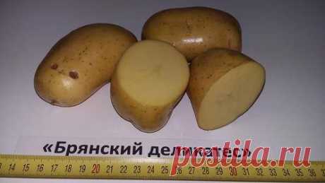 Картофель Брянский деликатес: описание сорта, фото, отзывы