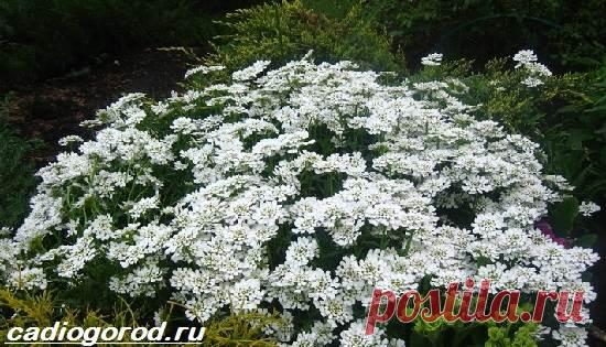 Иберис цветок. Описание, особенности, виды и уход за иберисом | Сад и огород.ру