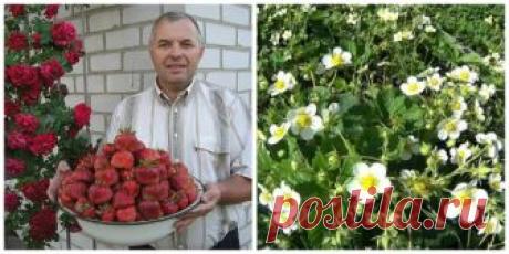 🍓СОВЕТ САДОВОДАМ, КОТОРЫЕ СОБИРАЮТСЯ СМЕНИТЬ КЛУБНИЧНОЕ МЕСТО🍓 📌 Сохрани на стену чтобы не потерять.