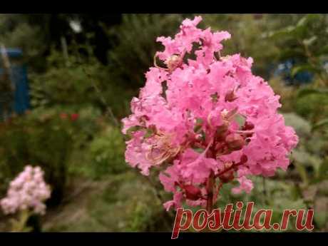 Лагерстремия индийская осенью (Lagerstroemia indica in autumn)