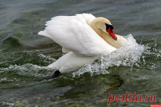 Фото: На всех парусах. Фотограф Татьяна Соловей. Фото животных. Фотосайт Расфокус.ру