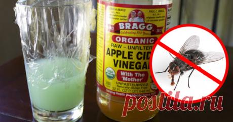 Как быстро избавиться от мух (внутри и снаружи) — ДОМАШНИЕ