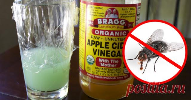 Как быстро избавиться от мух (внутри и снаружи) — ДОМАШНИЕ
