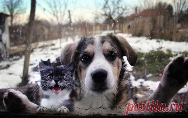 Ну же, впусти нас в дом!