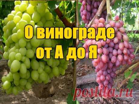 В данном видео поделюсь тонкостями выращивания винограда.Как правильно высадить саженец. Как правильно ухаживать. Какие обработки нужно делать по ходу сезона...