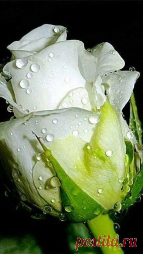 (6) Pinterest
