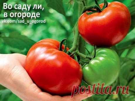 ЭТО НЕ ВЗДОР — ЛЮБИТ СКВОЗНЯК ПОМИДОР 

Некоторые уверяют, что сквозняки томатам противопоказаны. Мы же считаем, это то, что им нужно. Двери в парнике открывают в 6-7 утра и держат открытыми весь день, даже во время дождя. Закрывают в 6-7…