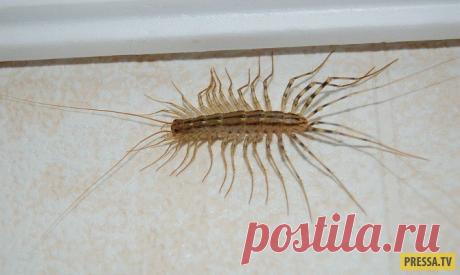 А вы знаете, почему нельзя убивать домашних сороконожек? (2 фото) | Чёрт побери Сороконожка, или мухоловка обыкновенная - это довольно-таки неприятное насекомое, которое имеет длинное туловище и большое количество ножек. Тем не менее, это один из самых недооцененных героев борьбы с вредителями, которого мало кто встречает с распростёртыми объятиями в своём доме.  Следует знать, что страшный вид сороконожки обманчив. На самом деле это членистоногое существо, с которым мы ча...