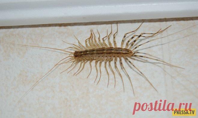 А вы знаете, почему нельзя убивать домашних сороконожек? (2 фото) | Чёрт побери Сороконожка, или мухоловка обыкновенная - это довольно-таки неприятное насекомое, которое имеет длинное туловище и большое количество ножек. Тем не менее, это один из самых недооцененных героев борьбы с вредителями, которого мало кто встречает с распростёртыми объятиями в своём доме.  Следует знать, что страшный вид сороконожки обманчив. На самом деле это членистоногое существо, с которым мы ча...