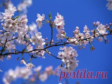 Незабываемые 60-е - 80-е
Борис Иохелес