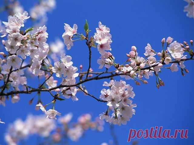 Незабываемые 60-е - 80-е
Борис Иохелес