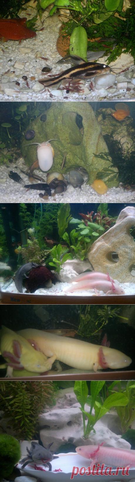 Мои любимые животные