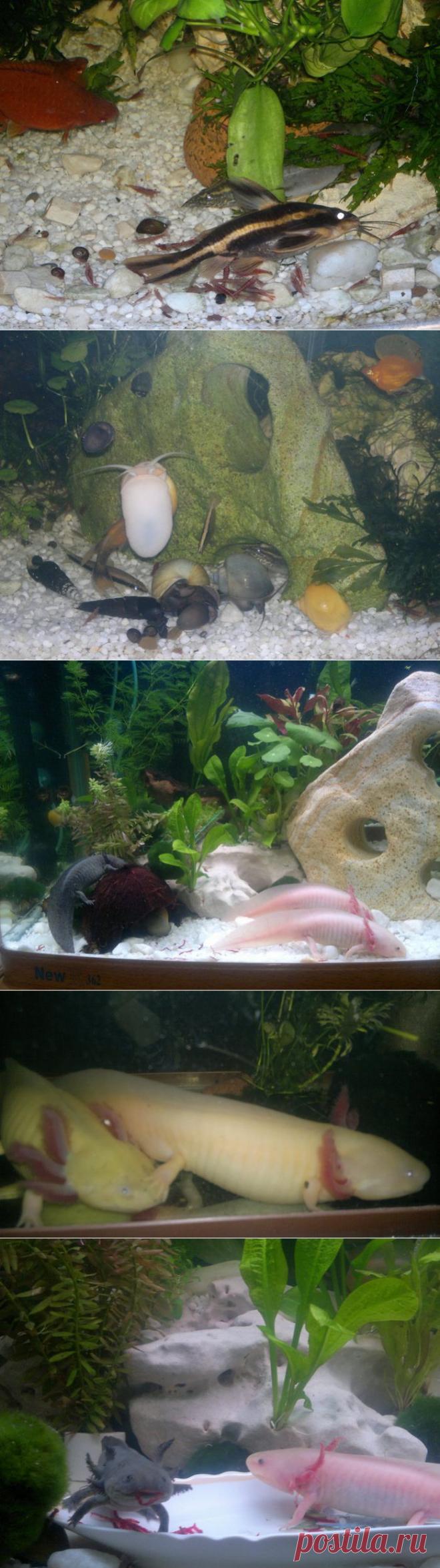 Мои любимые животные