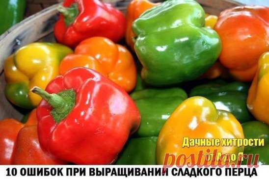 10 ошибок при выращивании сладкого перца