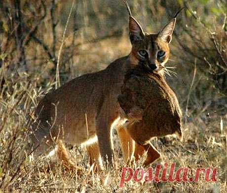 Caracal - Precision Black Ears, Bird Hunter | Animal Pictures and Facts | FactZoo.com