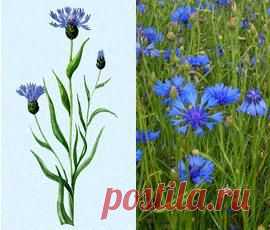 Василек синий фото, полезные свойства, лечение.