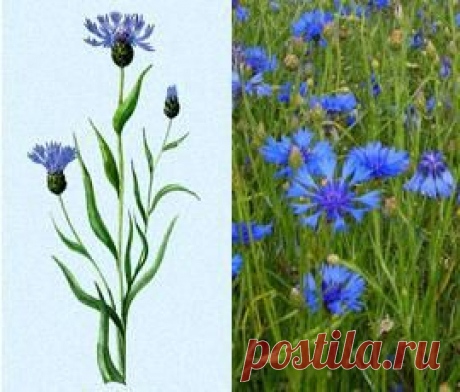 Василек синий фото, полезные свойства, лечение.