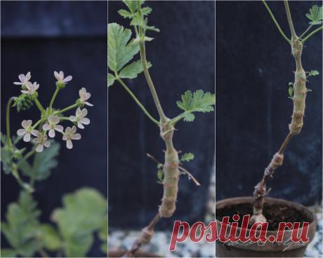 Species hybrids | Pelargonium – Edgar's site
