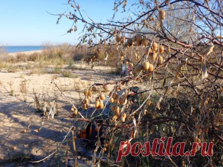 В походе, Азовское побережье, 8 ноября 2018, Кубань... - 11 Ноября 2018 - Персональный сайт