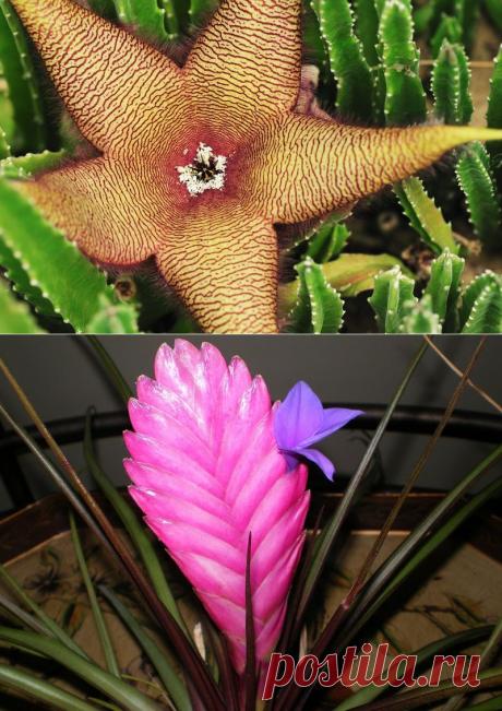 10 самых необычных комнатных растений | РОЗЫ