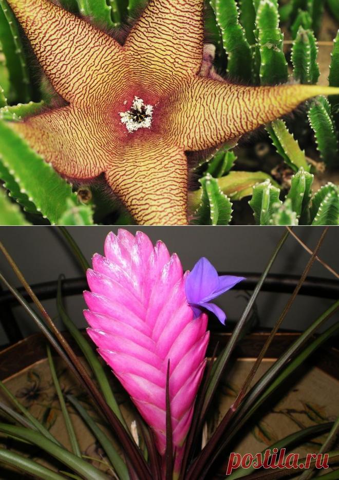 10 самых необычных комнатных растений | РОЗЫ