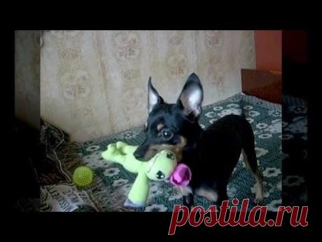 Той Терьер - умный собак!