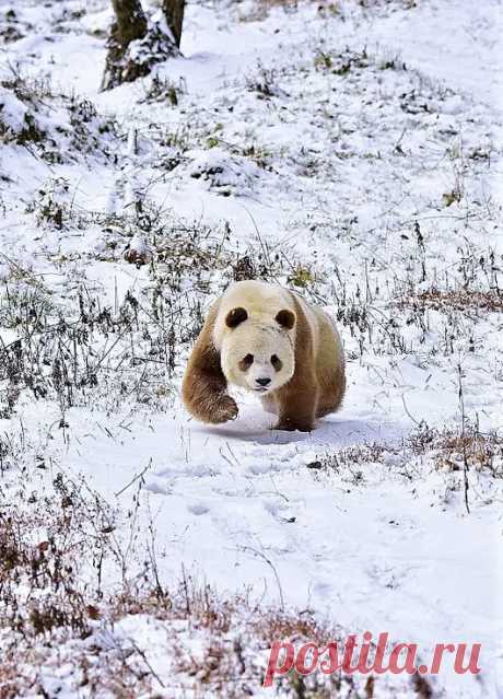 Мишка косолапый / cute bear – Google+