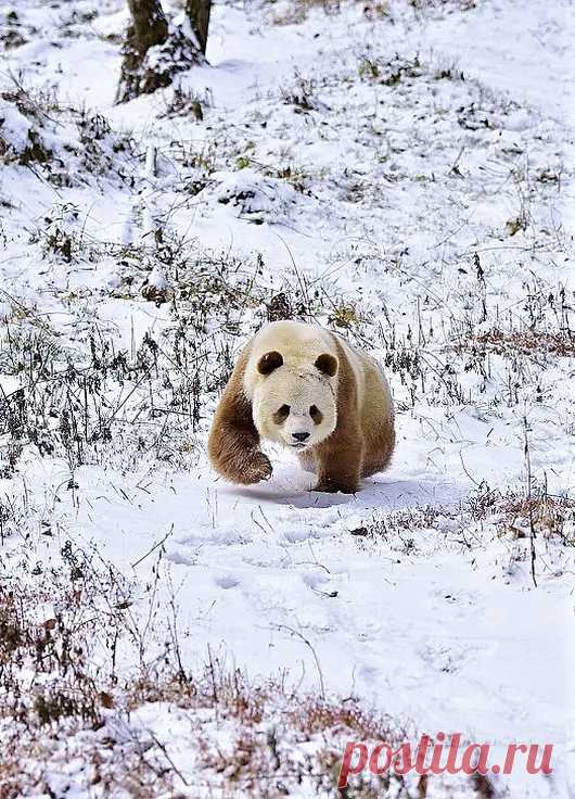 Мишка косолапый / cute bear – Google+