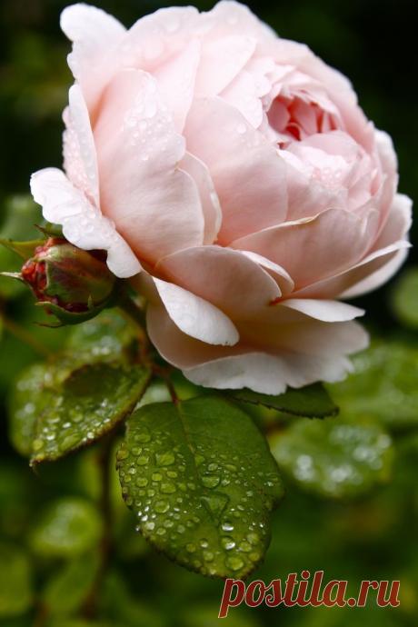 Floral fancy: Pictures of floral-related lusciousness - myLusciousLife