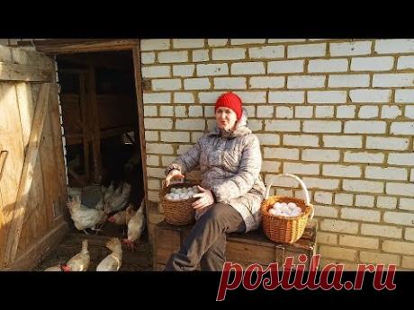 СЕКРЕТЫ УСПЕХА 180 ЯИЦ ОТ КУР В СУТКИ!!! Hisex White Chicken МЕЖДУНАРОДНАЯ ВЫСТАВКА "АГРОФАРМ-2020 "