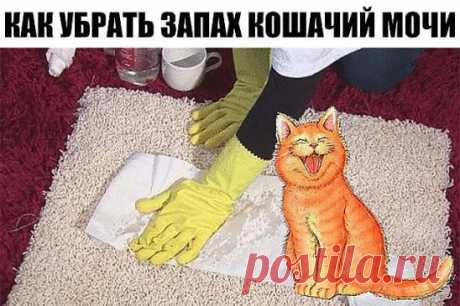 КАК УБРАТЬ ЗАПАХ КОШАЧИЙ МОЧИ 
Вымыть запах кошачьей мочи, а тем более меток территории котов, обычными моющими средствами невозможно. В состав мочи входят урина, уриновая кислота, урохром/уробилин, креатинин, натрий и другие электролиты. Кристаллы уриновой кислоты не растворяются в воде, поэтому их невозможно удалить обычными моющими средствами. Когда моча высыхает, мочевина разлагается бактериями, что дает явный запах аммония. При дальнейшем разложении образуются тиоли которые делают запах мо