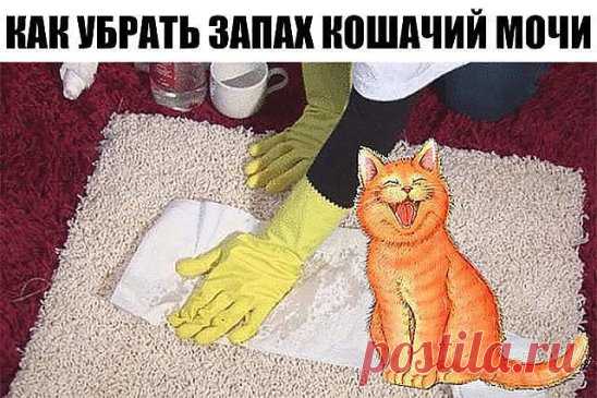 КАК УБРАТЬ ЗАПАХ КОШАЧИЙ МОЧИ 
Вымыть запах кошачьей мочи, а тем более меток территории котов, обычными моющими средствами невозможно. В состав мочи входят урина, уриновая кислота, урохром/уробилин, креатинин, натрий и другие электролиты. Кристаллы уриновой кислоты не растворяются в воде, поэтому их невозможно удалить обычными моющими средствами. Когда моча высыхает, мочевина разлагается бактериями, что дает явный запах аммония. При дальнейшем разложении образуются тиоли которые делают запах мо