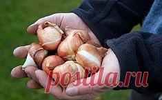 Тюльпаны: посадка и выращивание в саду, сорта, борьба с вредителями и болезнями. Сохраните любой пост с сайта 7dach.ru в Постиле и выиграйте призы от интернет-магазина Клуб Красоты. Чем больше постов - тем выше шансы. Розыгрыш состоится в понедельник, 30 января. В акции участвуют все посты, которые содержат этот текст или фото призов!