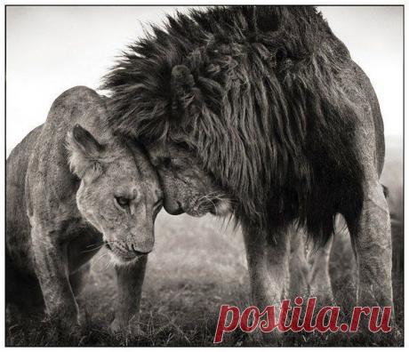 Фото Без названия. Альбом ЦАРЬ ЗВЕРЕЙ - 50 фото. Фотографии ⊰✿⊱ ОЛЬГА ⊰✿⊱.