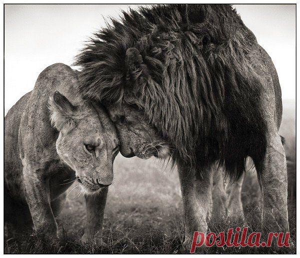 Фото Без названия. Альбом ЦАРЬ ЗВЕРЕЙ - 50 фото. Фотографии ⊰✿⊱ ОЛЬГА ⊰✿⊱.