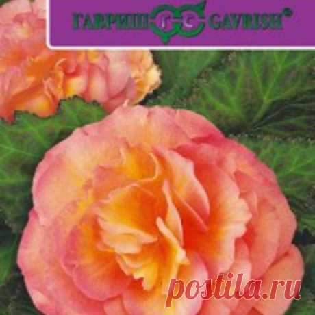 Семена. Бегония "Фортуна Роуз F1", гранулированные (4 штуки в пробирке), Саката в г. Фрязино . Цена 35,00 руб. | Семена