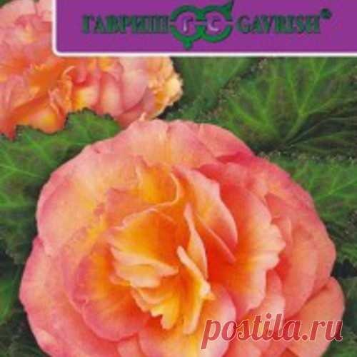 Семена. Бегония 
