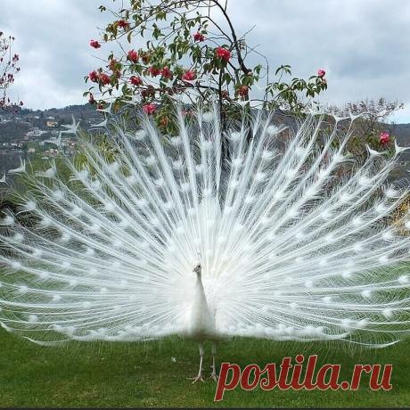 Необыкновенная красота!