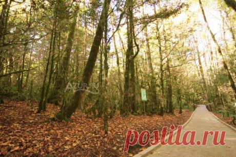 Тисо-самшитовая роща расположена на юго-восточном склоне горы Ахун. Тисо-самшитовая роща - один из необыкновенных уголков Российского Причерноморья. Именно здесь сохранился большой по площади участок колхидского леса, где встречаются тысячелетние тисы, а самшит образует сплошные труднопроходимые массивы не только в ущелье реки Хосты, но и на горных склонах  | Тисо-самшитовая роща в Хосте