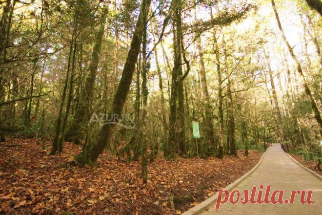 Тисо-самшитовая роща расположена на юго-восточном склоне горы Ахун. Тисо-самшитовая роща - один из необыкновенных уголков Российского Причерноморья. Именно здесь сохранился большой по площади участок колхидского леса, где встречаются тысячелетние тисы, а самшит образует сплошные труднопроходимые массивы не только в ущелье реки Хосты, но и на горных склонах  | Тисо-самшитовая роща в Хосте