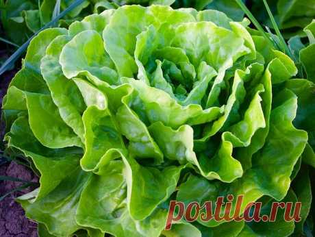 Recetas