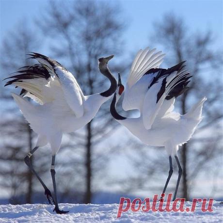 Танец любви..