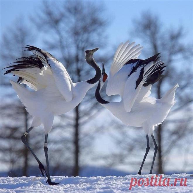 Танец любви..