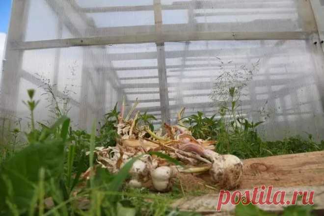 Грядки сохнут слишком быстро: что упускают даже опытные дачники. Мульчирование помогает поддерживать более стабильную температуру почвы, защищая корни как от перегрева днем, так и от резких перепадов температуры ночью.