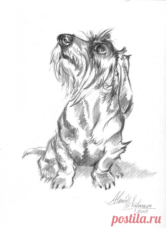 "Young Wire Haired Dachshund Looking Up" Sketch by Alena Nikifarava 8x10in | "Молодой жесткошерстный такс смотрящий вверх" НАБРОСОК автор Елена Никифорова