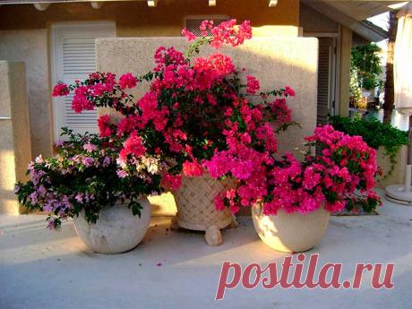 Комнатное растение Бугенвиллеа (Bougenvillea). Род, включающий около 18 видов тропических лиан и деревьев, назван в честь французского мореплавателя Л. Бугенвиля (1729-1811). В природе это - вьющаяся и лазающая лиана с ветвящимся стеблем. Бугенвиллею нередко выращивают для озеленения вертикальных поверхностей. Требует сильной обрезки осенью, когда большая часть листьев опадает. Цветение начинается весной, иногда осенью; интересны не сами цветки, а их ярко окрашенные прицветники.